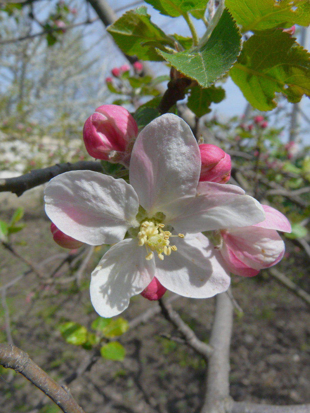 Изображение особи Malus domestica.