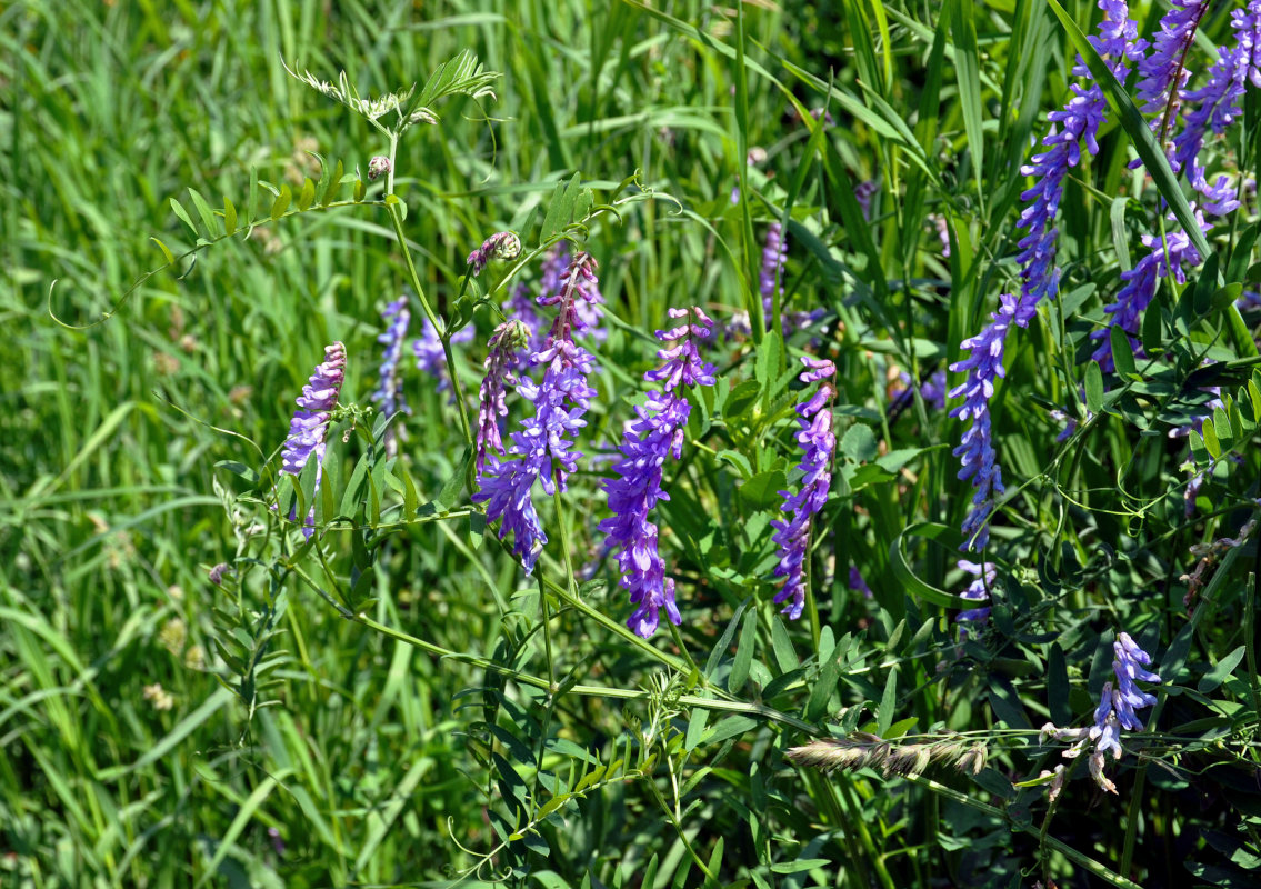 Image of Vicia cracca specimen.