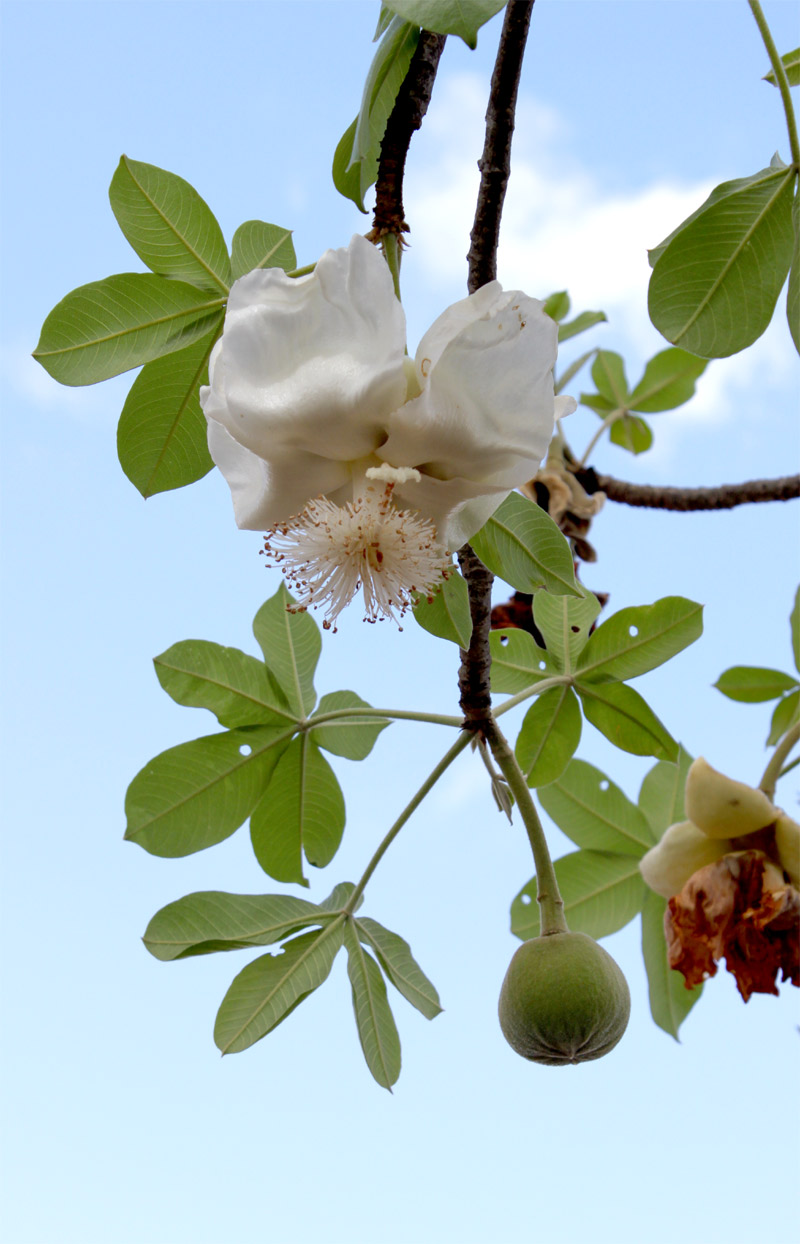 Image of Adansonia digitata specimen.