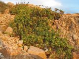 Crithmum maritimum