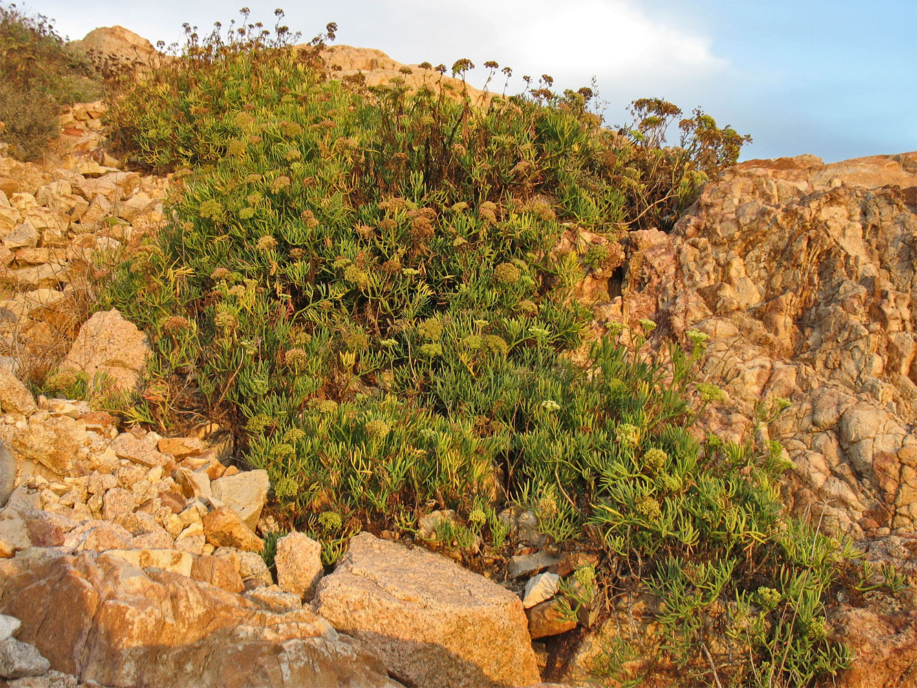 Изображение особи Crithmum maritimum.