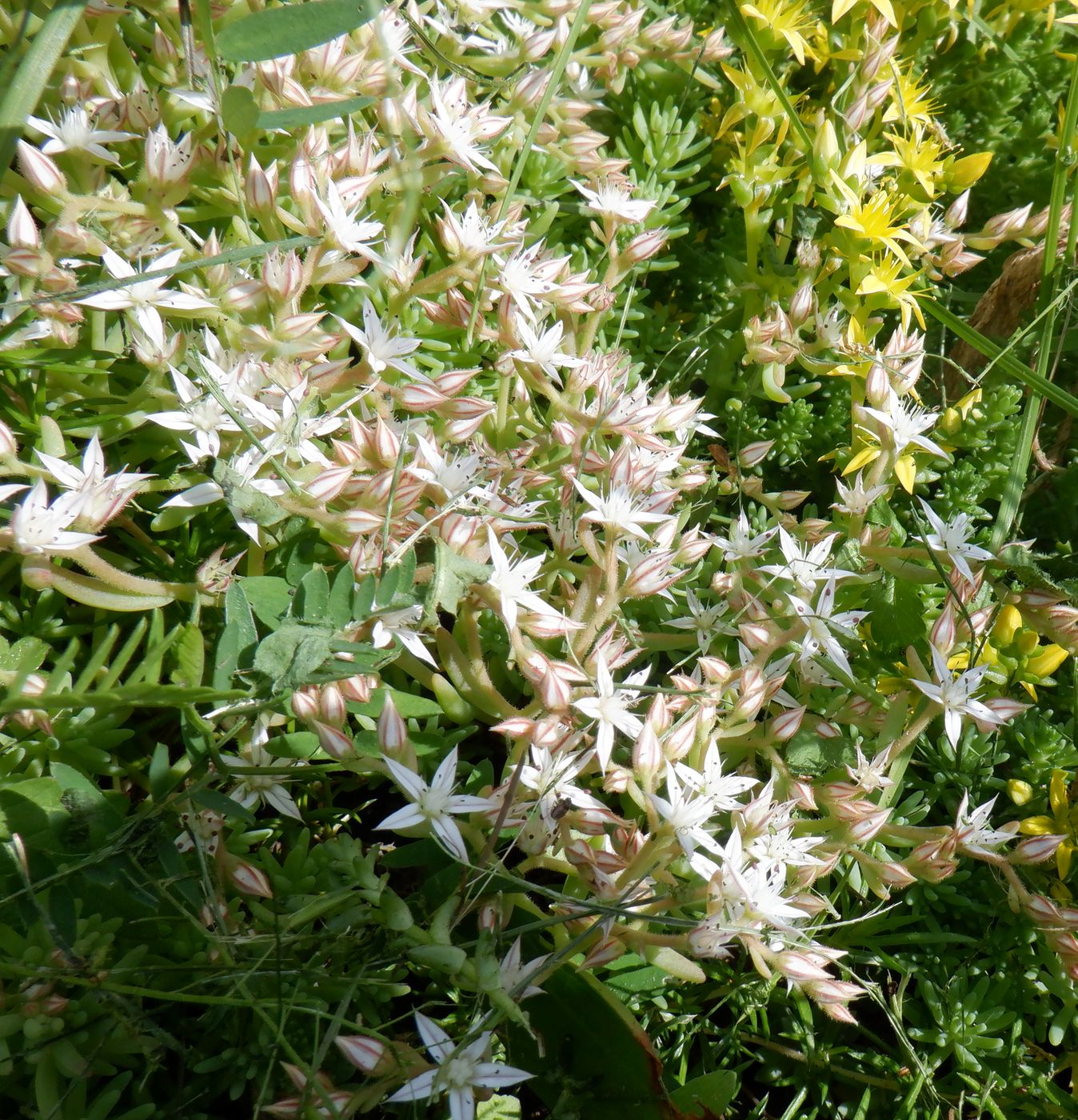 Image of Sedum pallidum ssp. bithynicum specimen.