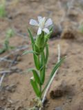 Pleconax coniflora