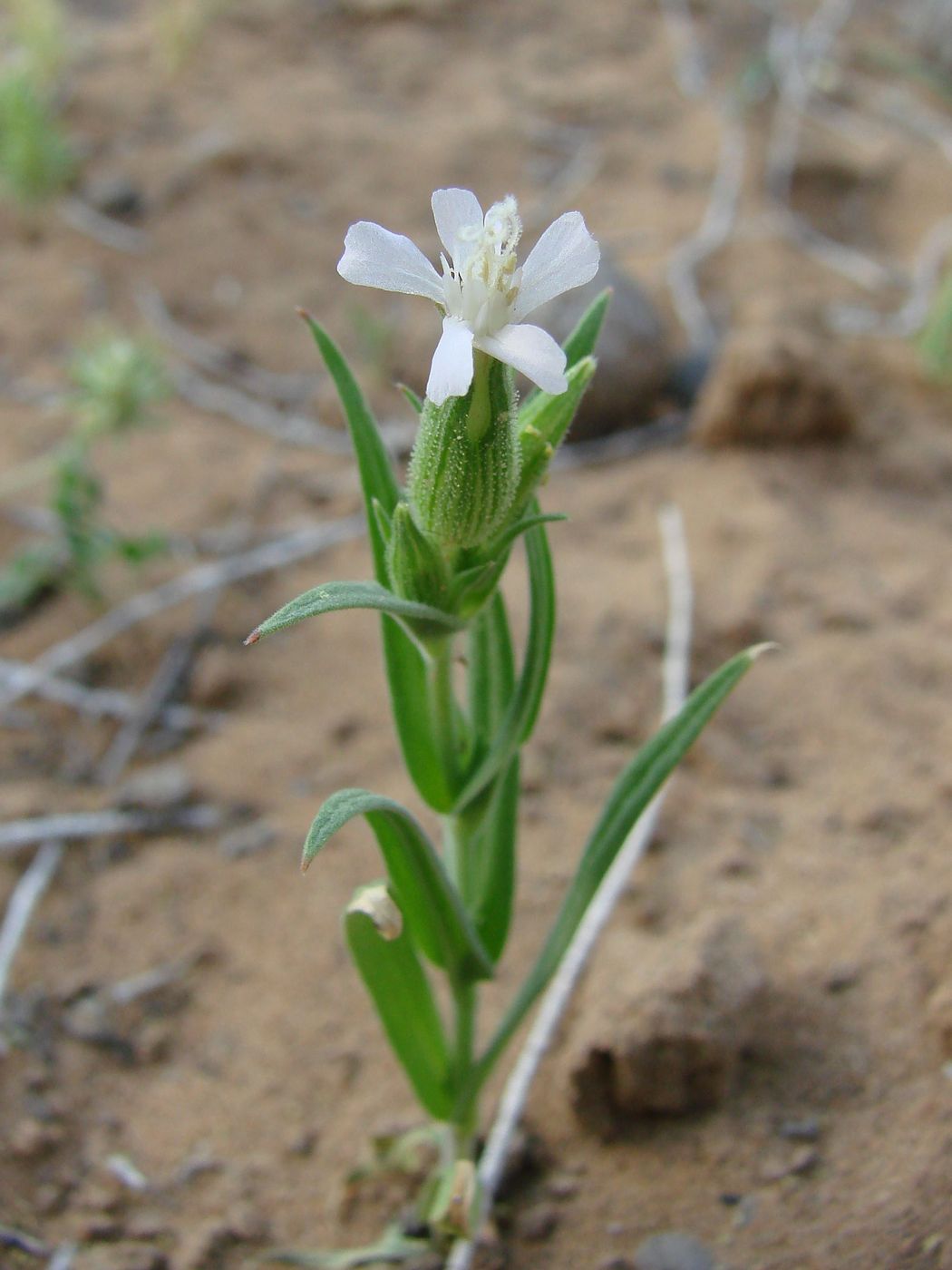 Изображение особи Pleconax coniflora.