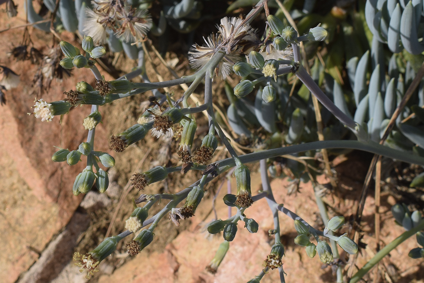 Image of Curio repens specimen.