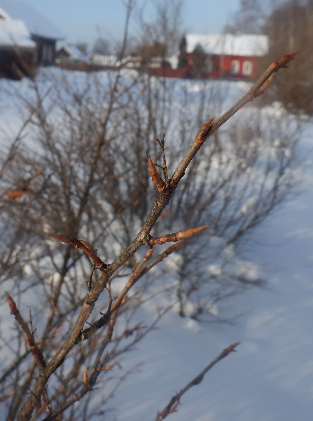 Image of Ribes alpinum specimen.