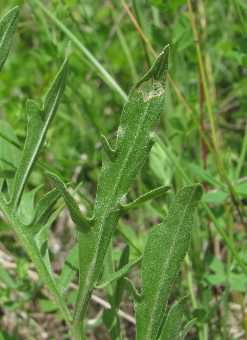 Image of genus Centaurea specimen.