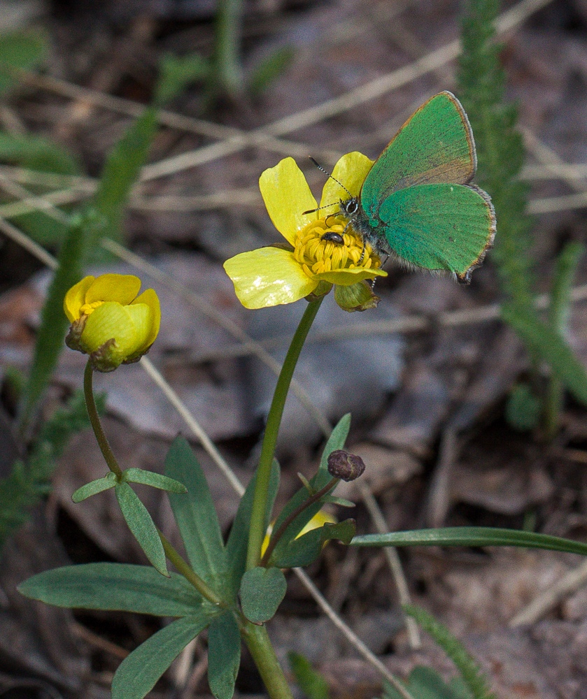 Image of Ranunculus polyrhizos specimen.