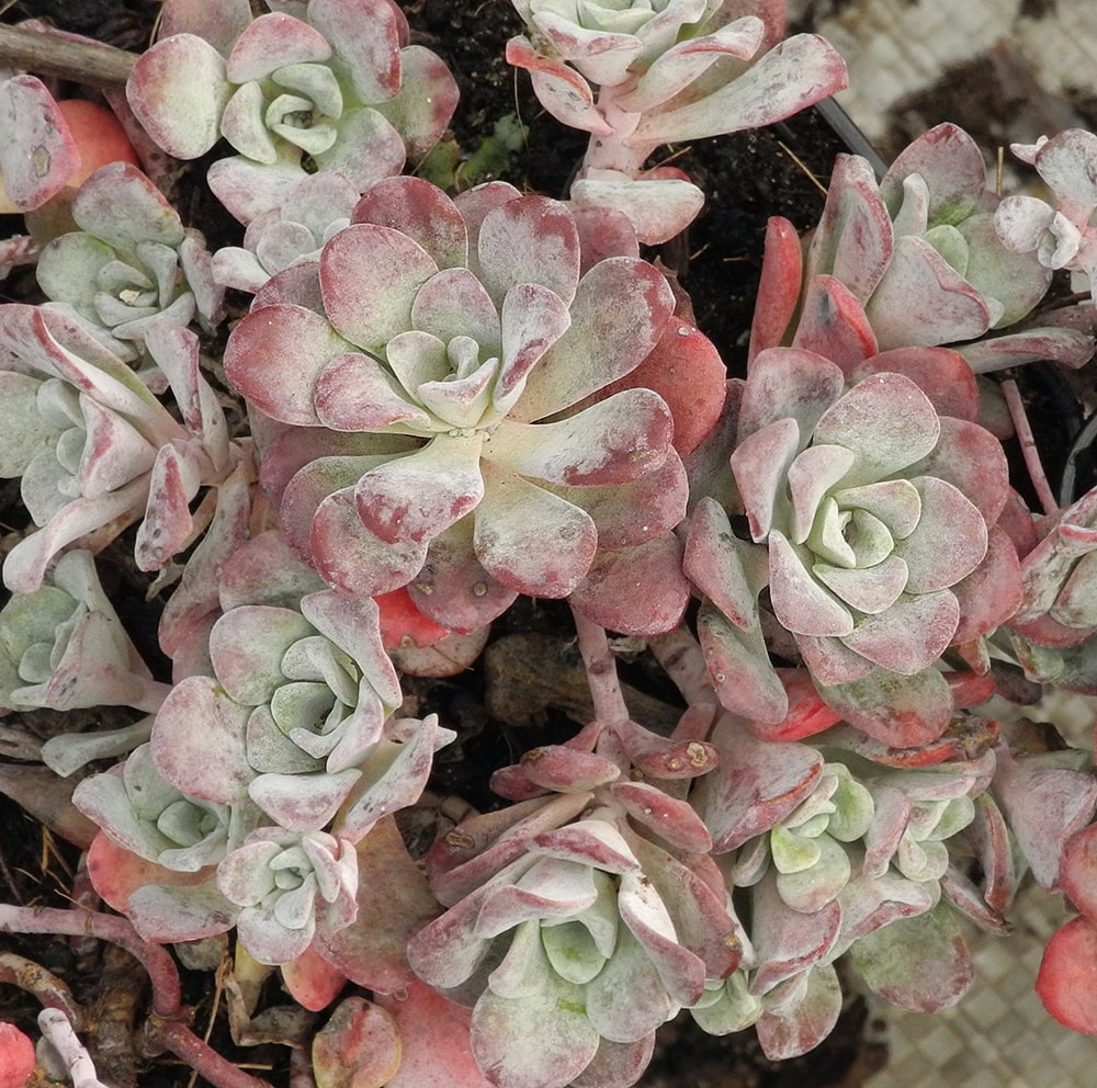 Image of Sedum spathulifolium specimen.