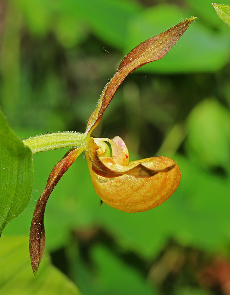 Image of Cypripedium shanxiense specimen.