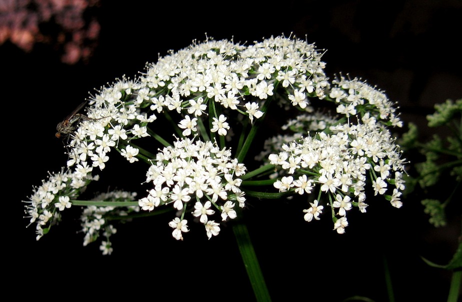 Image of Aegopodium podagraria ssp. nadeshdae specimen.