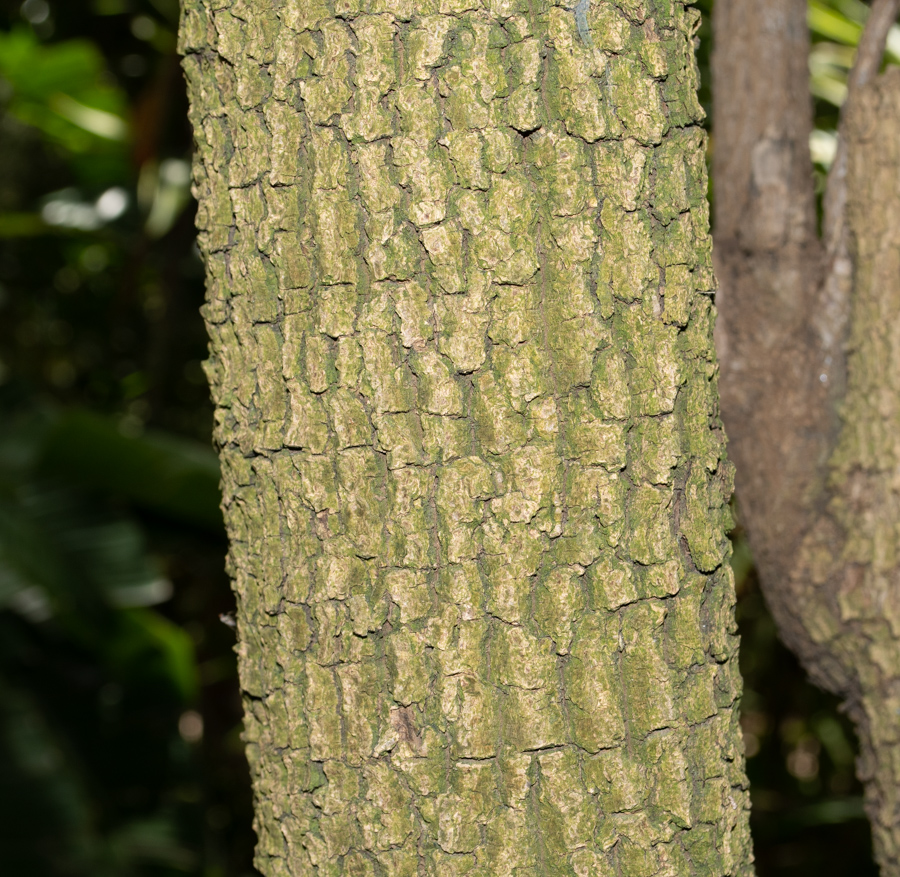 Image of Plerandra elegantissima specimen.