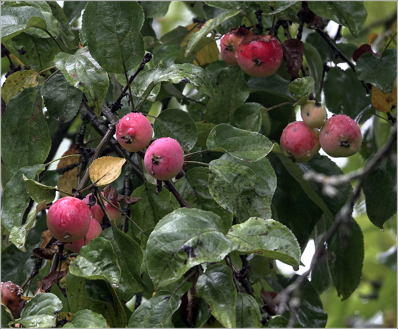 Изображение особи Malus prunifolia.