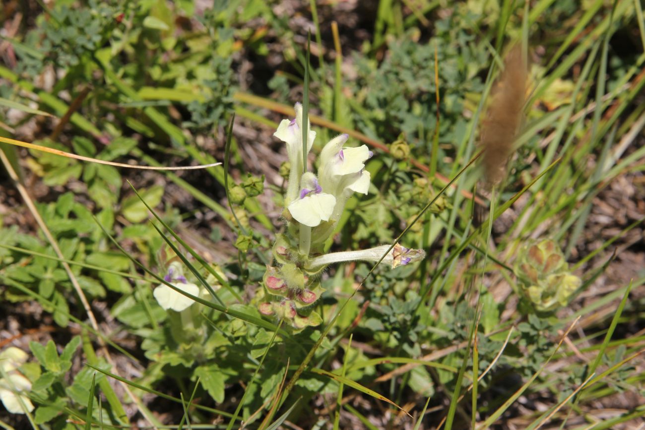 Image of Scutellaria oreades specimen.