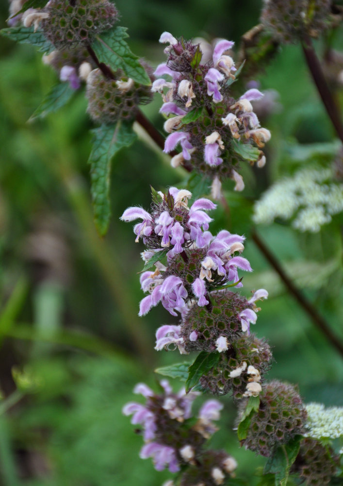 Изображение особи Phlomoides tuberosa.