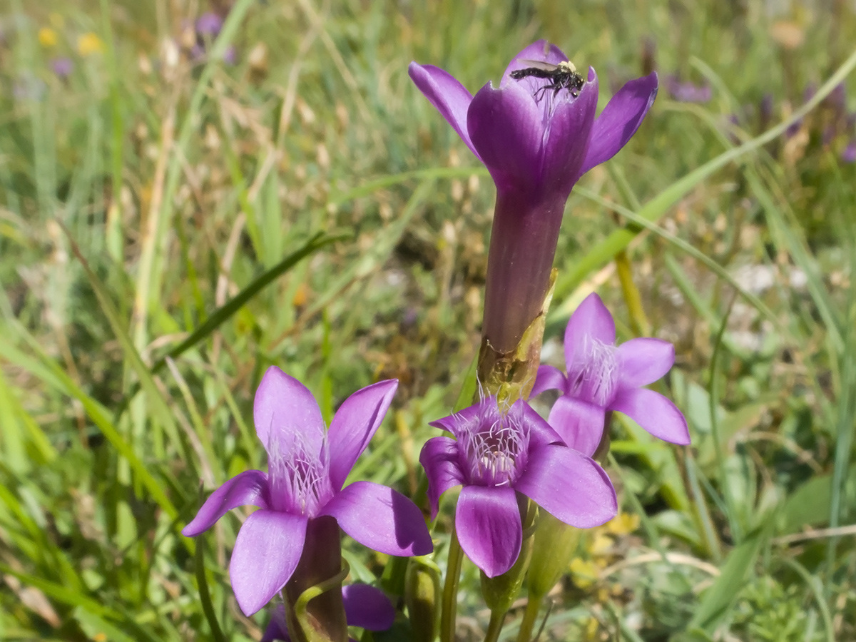 Image of Gentianella caucasea specimen.