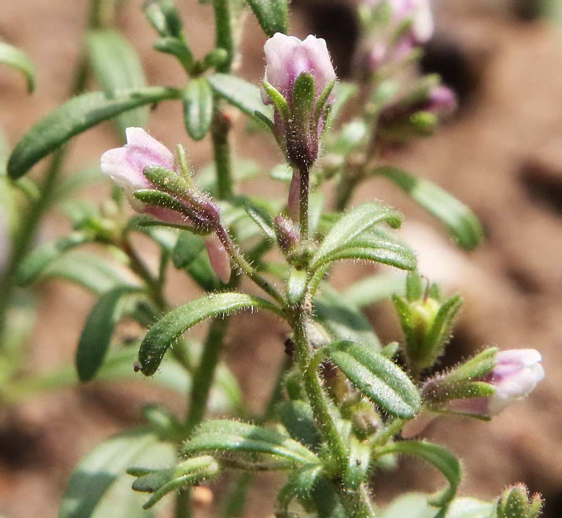 Image of Chaenorhinum minus specimen.