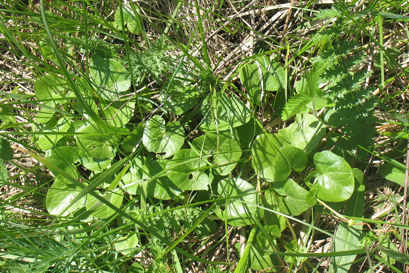 Image of Ficaria stepporum specimen.