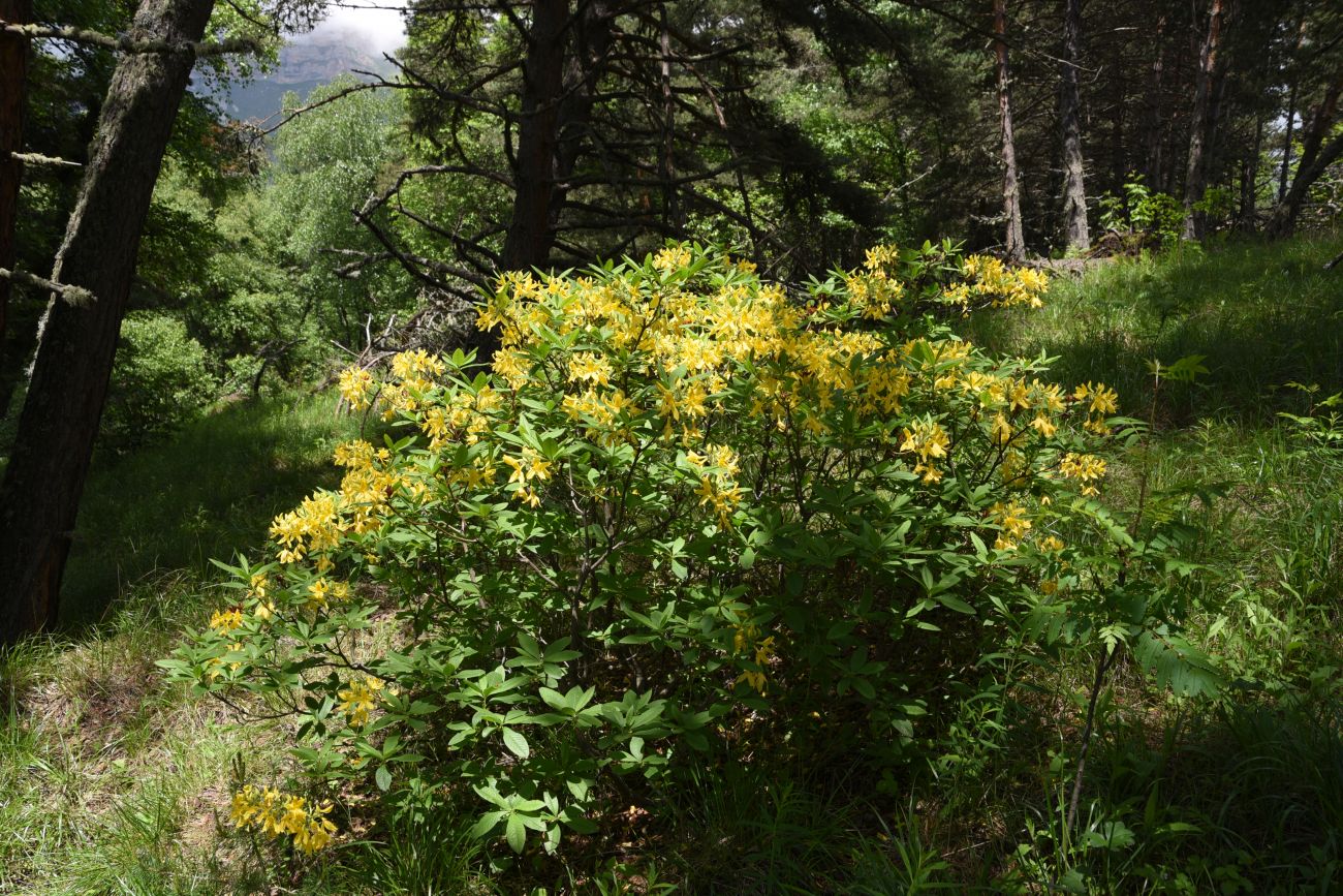 Изображение особи Rhododendron luteum.