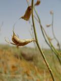 Astragalus amarus