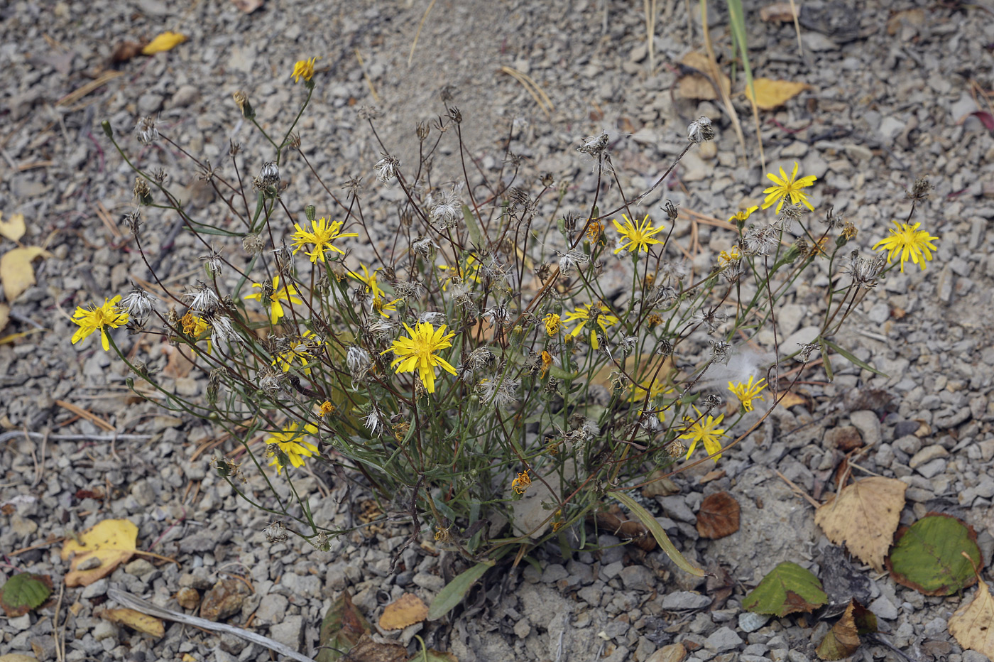 Изображение особи Hieracium filifolium.