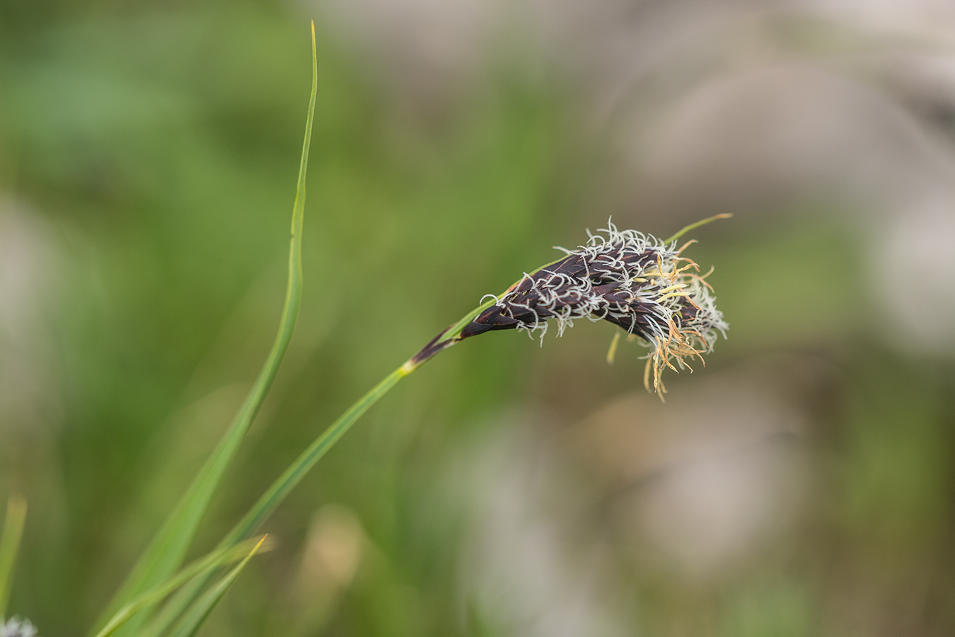 Image of genus Carex specimen.