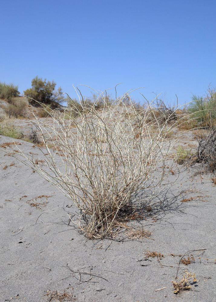 Изображение особи Astragalus chodshenticus.