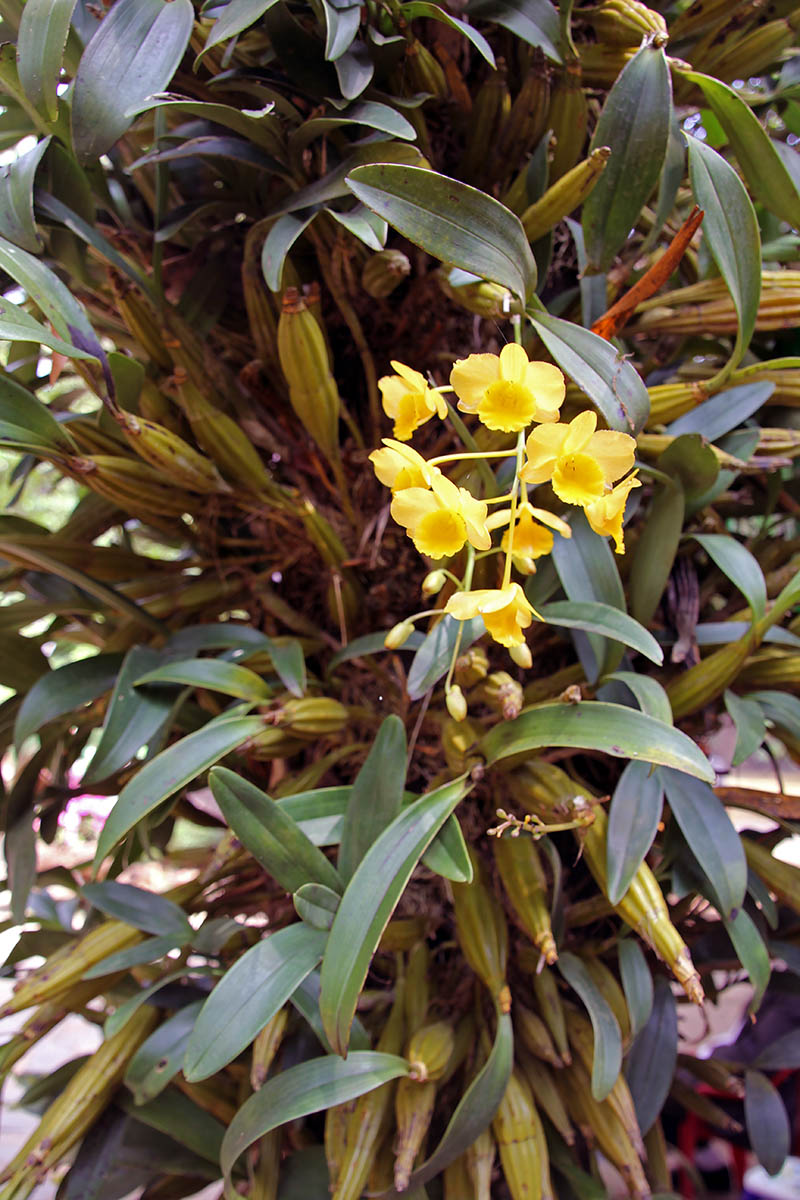 Изображение особи Dendrobium chrysotoxum.