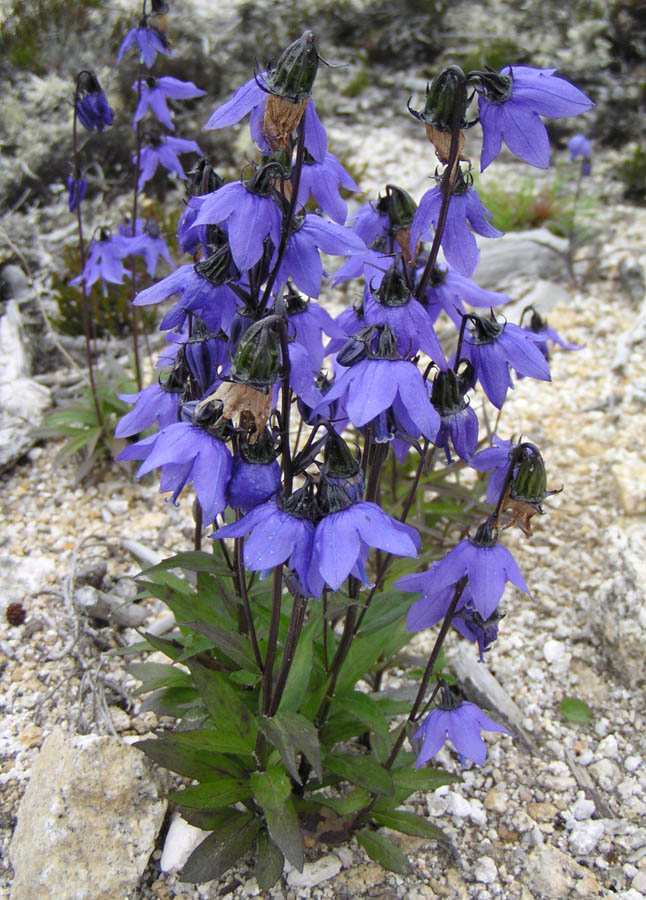 Image of Astrocodon expansus specimen.