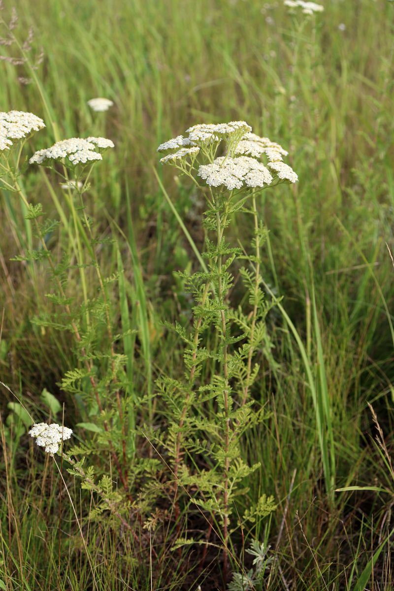 Image of Achillea nobilis specimen.