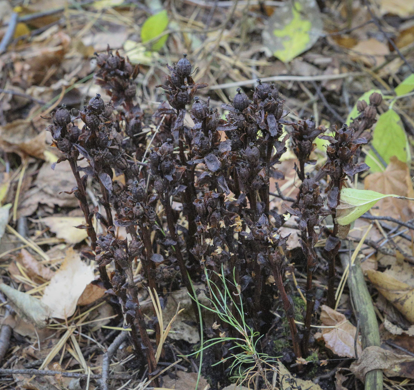 Image of Hypopitys monotropa specimen.