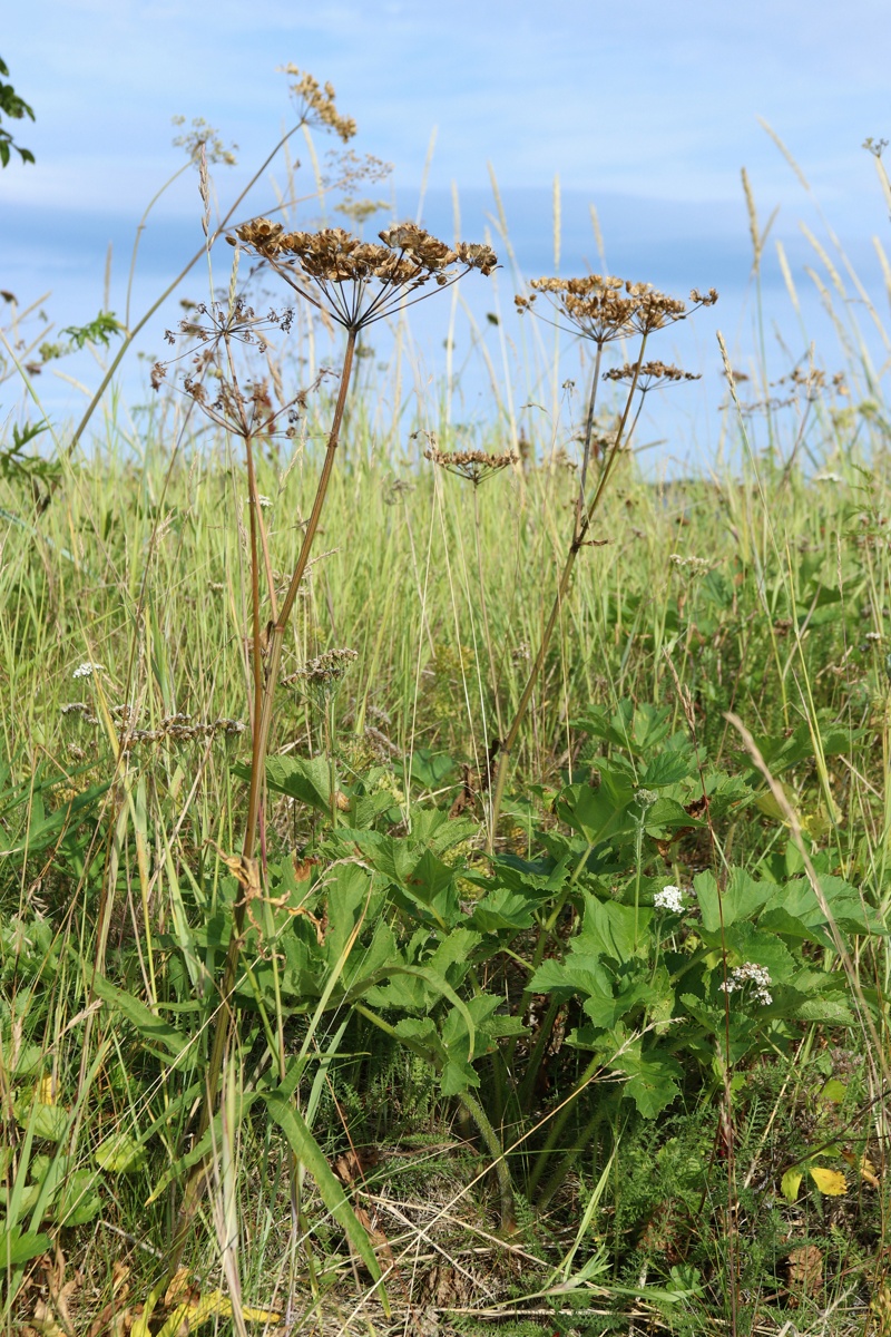 Image of Heracleum sibiricum specimen.