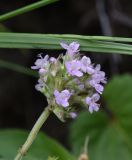 род Thymus