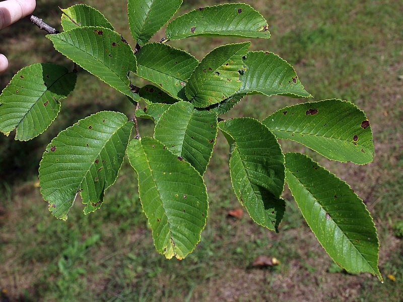 Image of Ulmus japonica specimen.