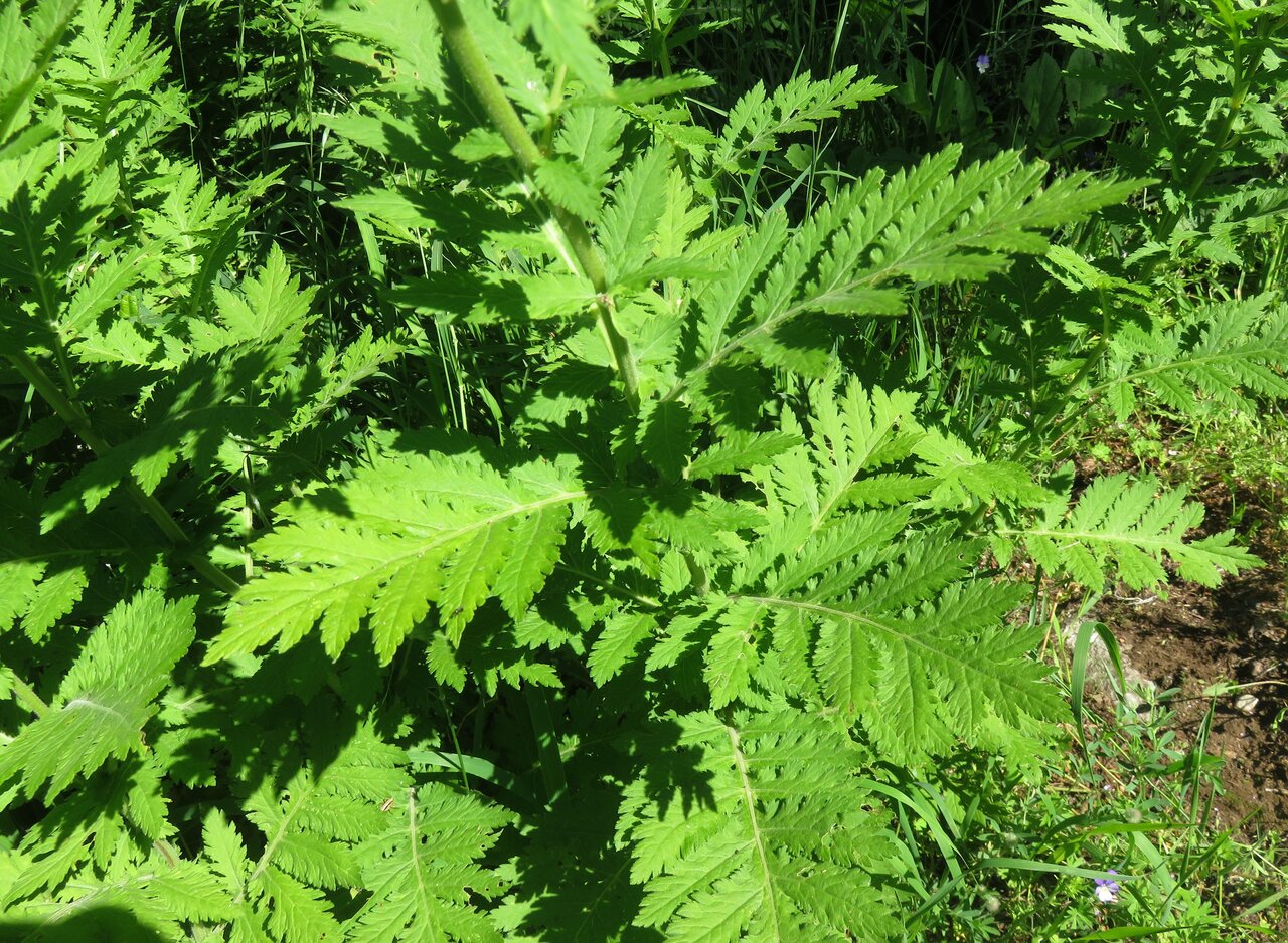 Image of Pyrethrum macrophyllum specimen.