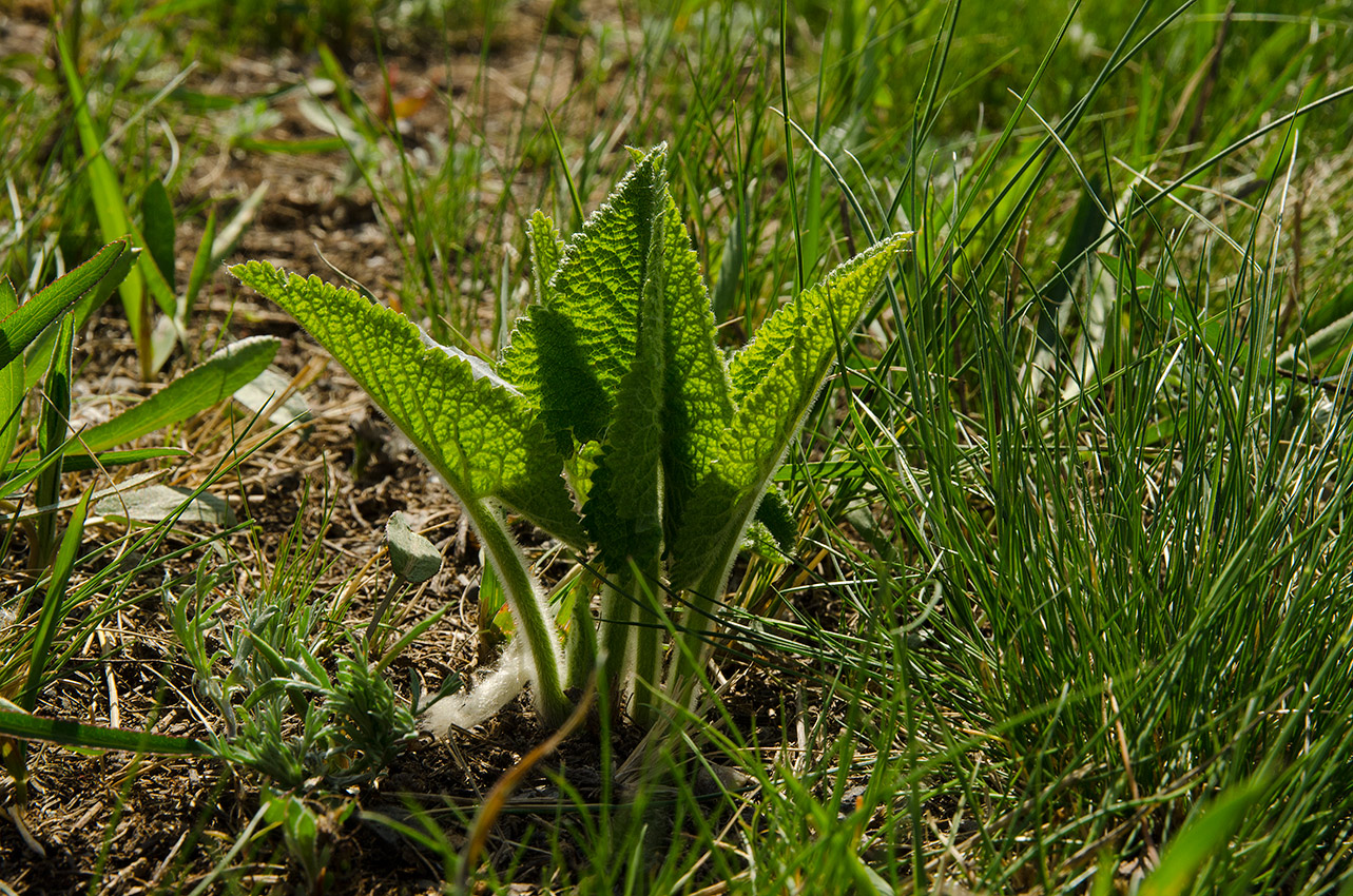 Image of Phlomoides tuberosa specimen.