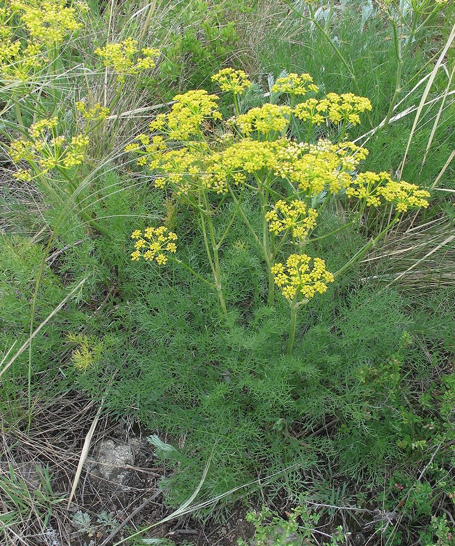 Image of Prangos ledebourii specimen.