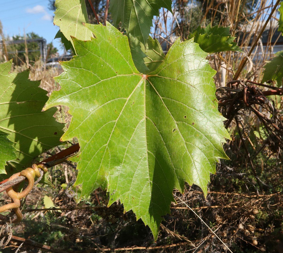 Image of Vitis riparia specimen.