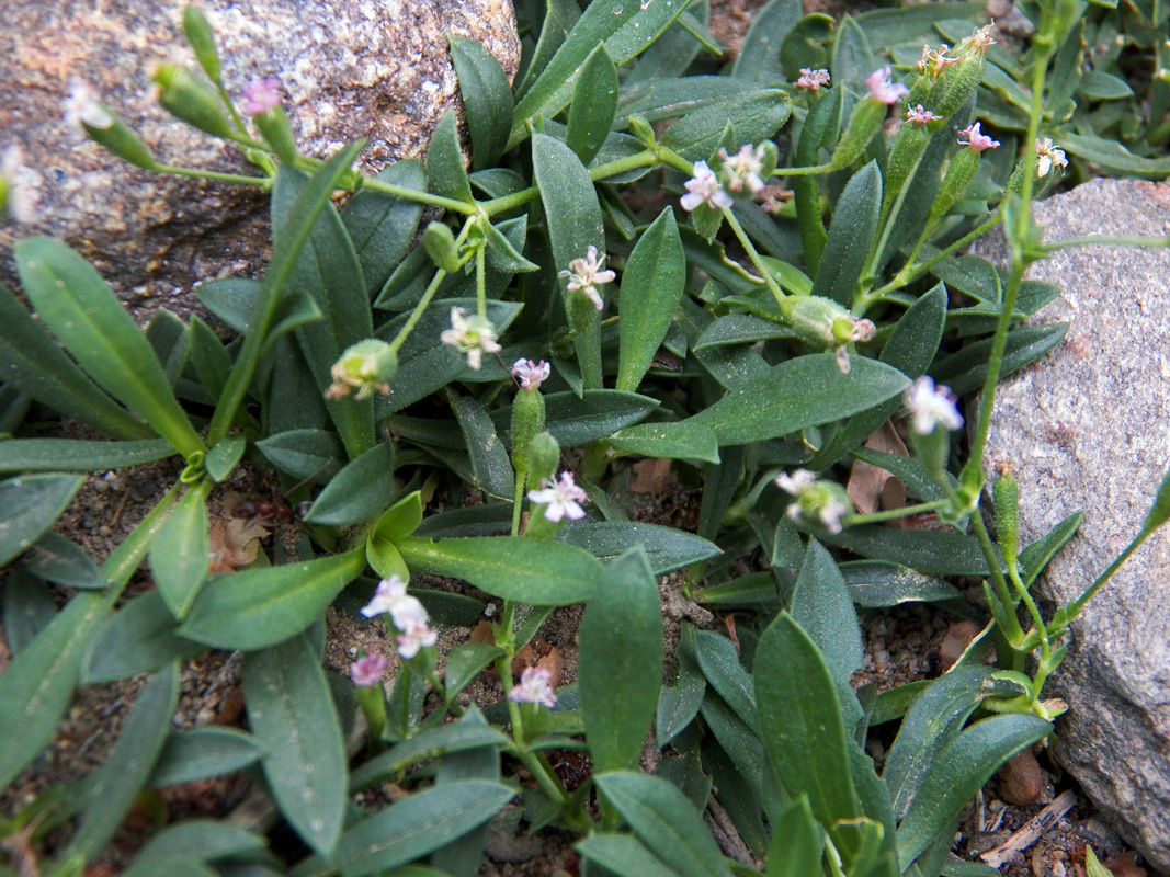 Изображение особи Saponaria griffithiana.