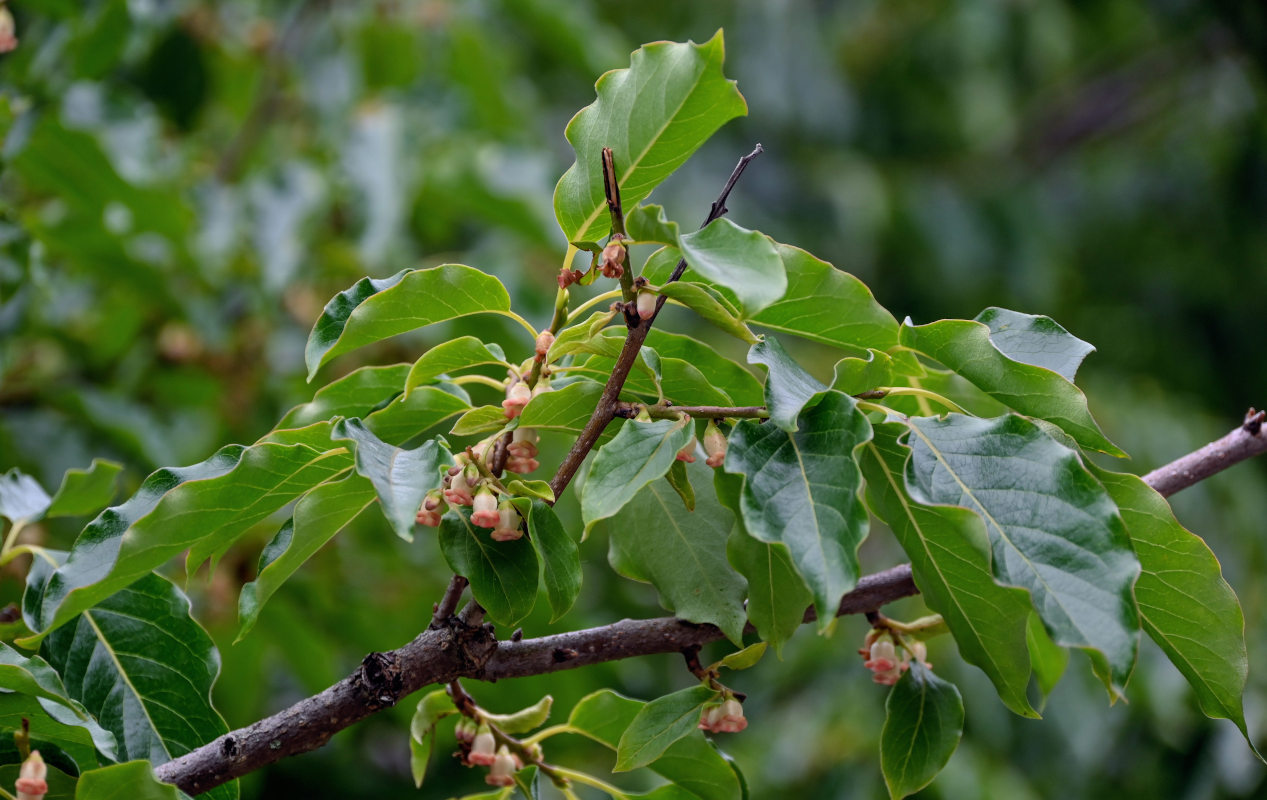 Изображение особи Diospyros lotus.