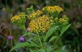 Senecio cannabifolius. Верхушка побега с соцветиями. Сахалин, гор. округ Долинский, окр. с. Взморье, луговой склон. 16.08.2022.