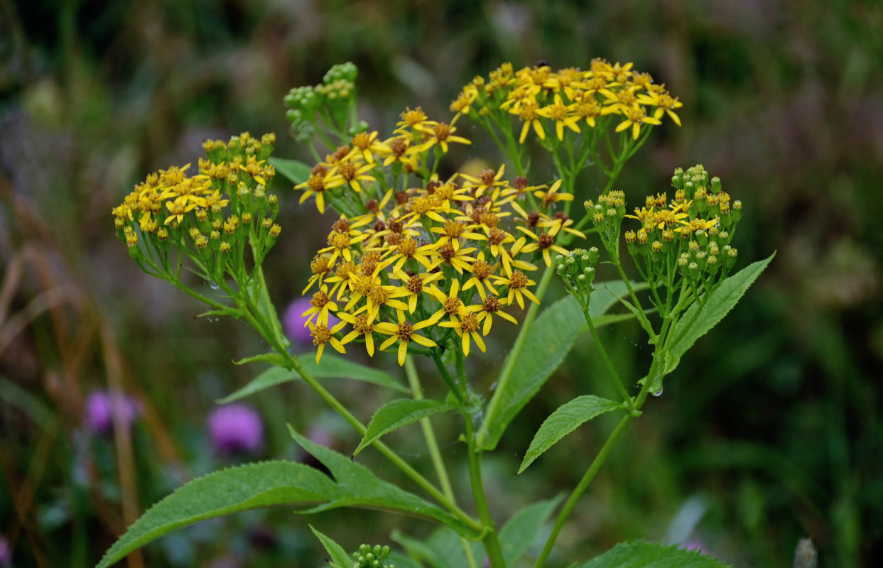 Изображение особи Senecio cannabifolius.