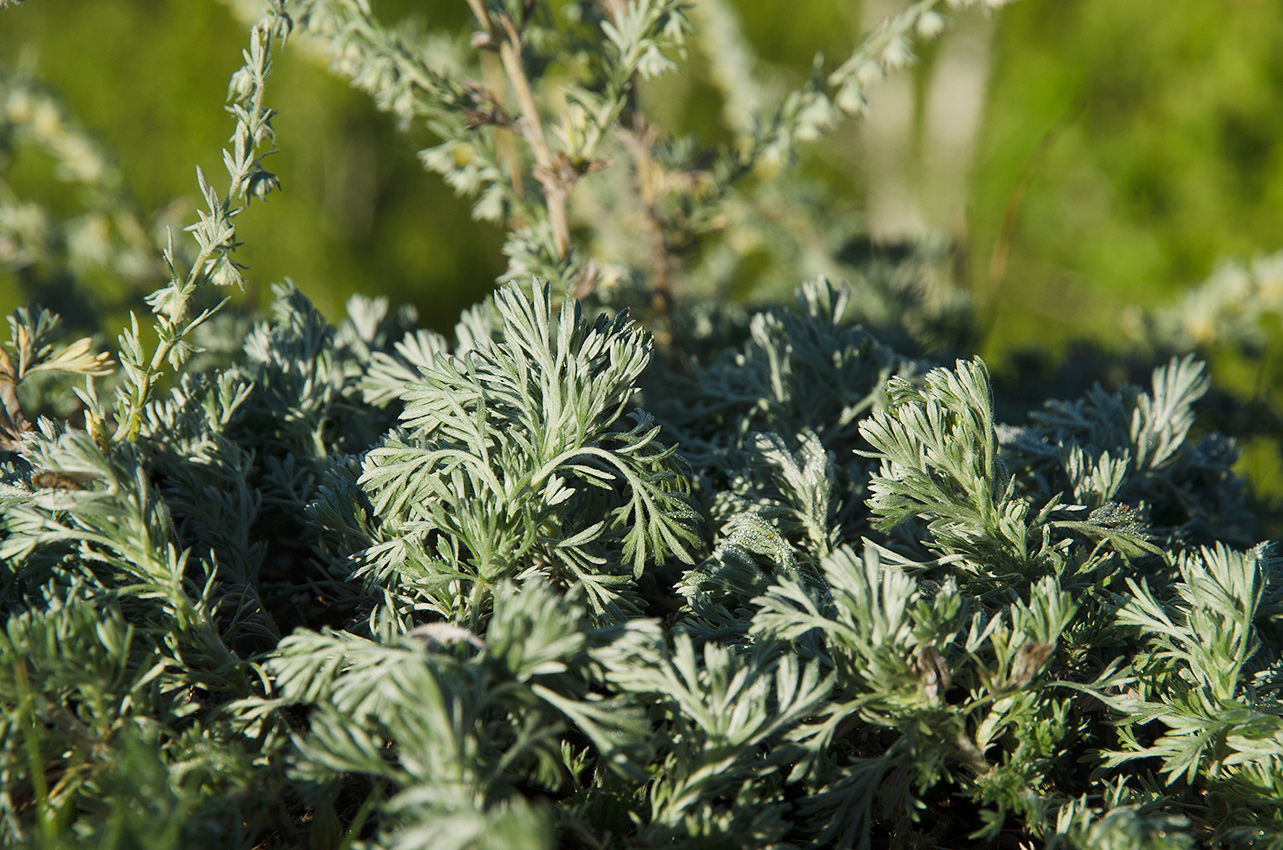 Image of Artemisia frigida specimen.