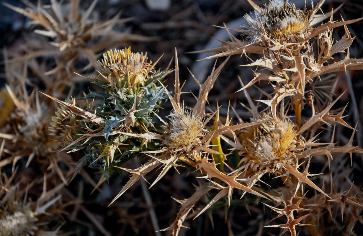 Изображение особи Carlina brachylepis.