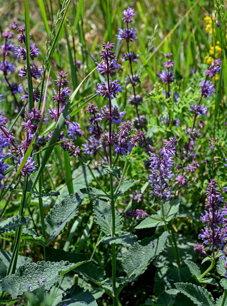 Изображение особи Salvia verticillata.