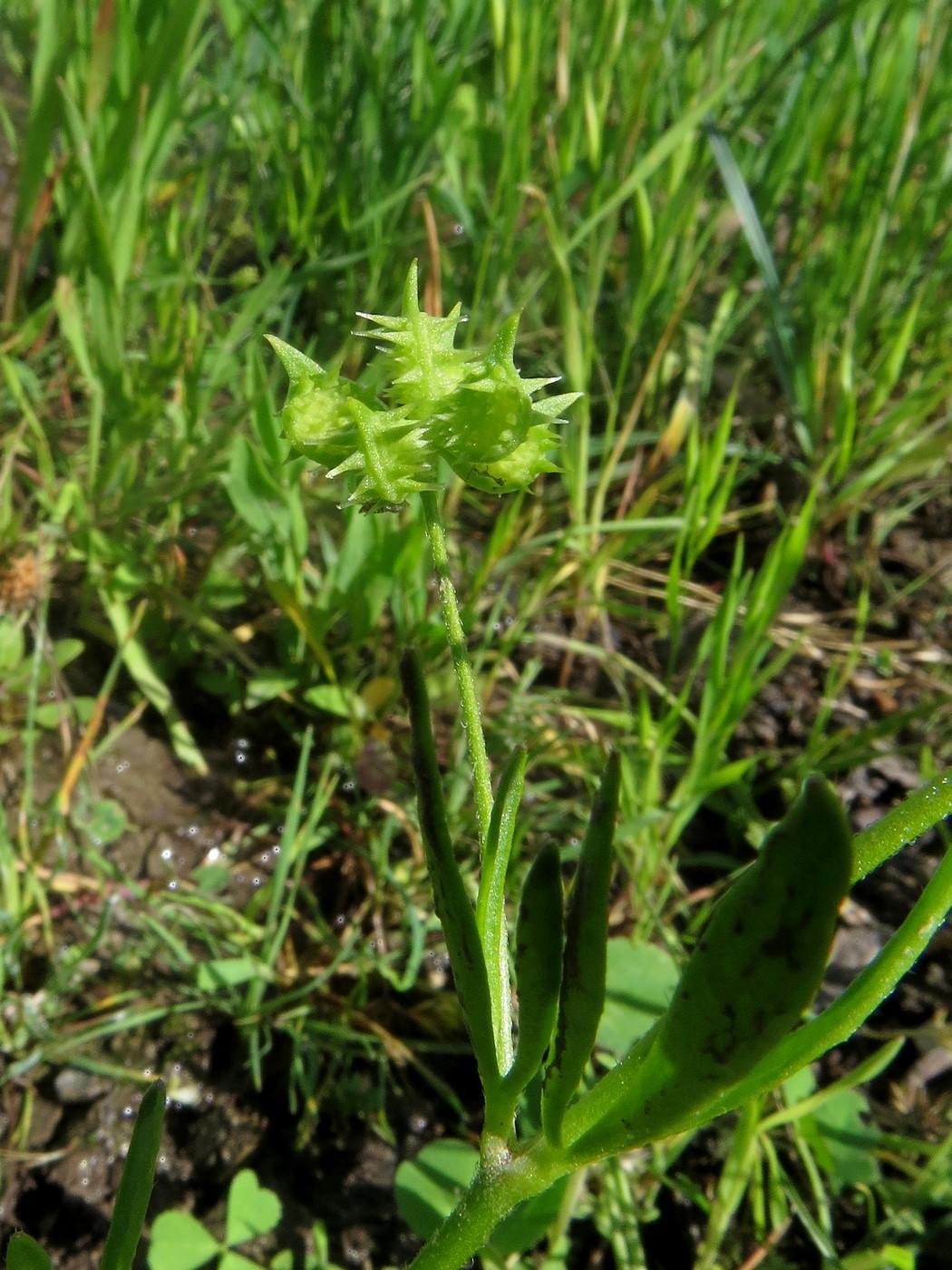 Изображение особи Ranunculus arvensis.