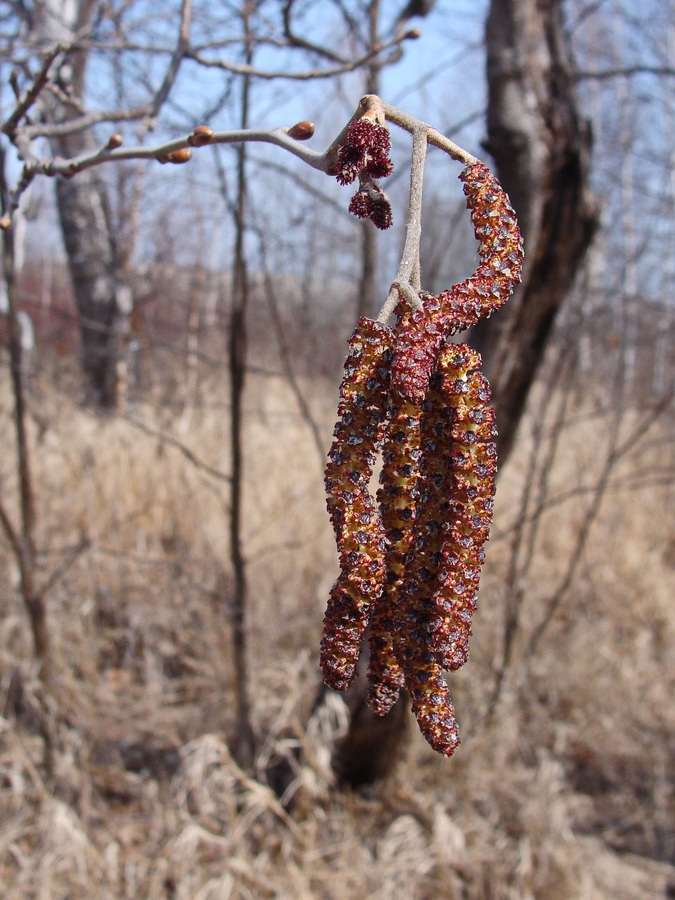 Изображение особи Alnus hirsuta.