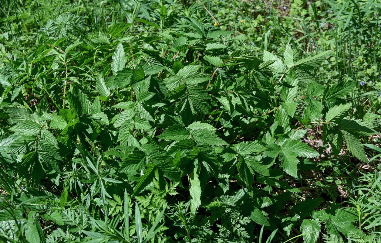 Image of Filipendula ulmaria specimen.