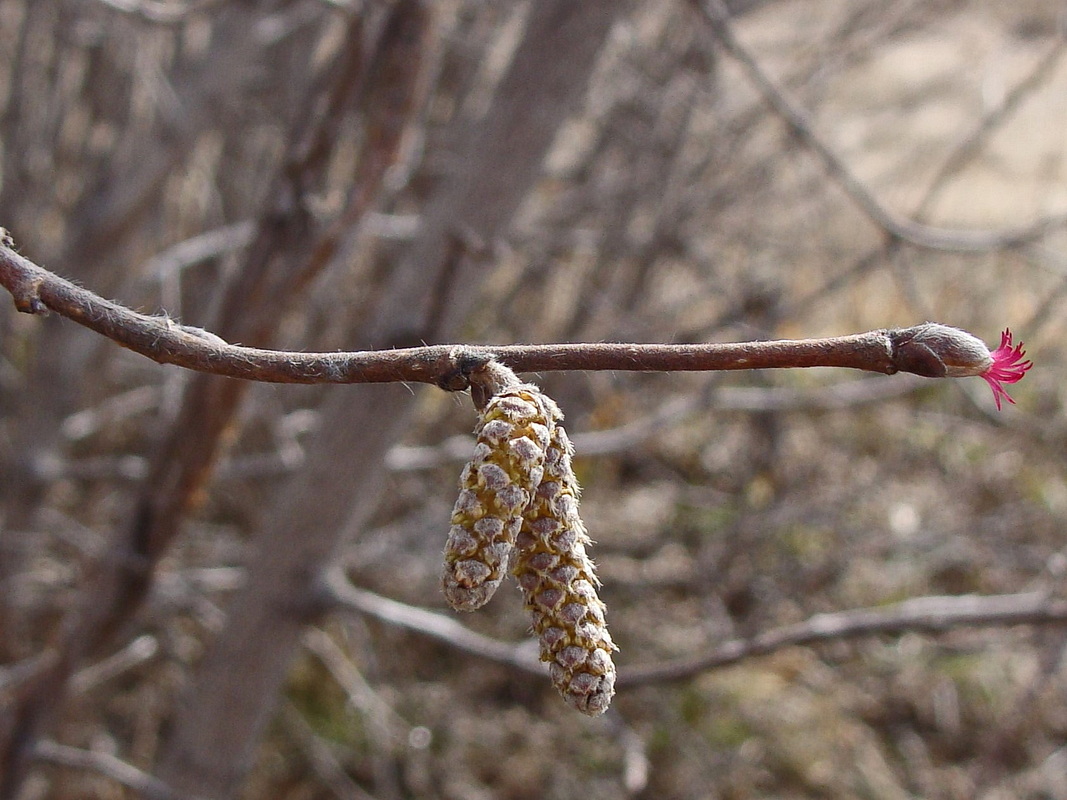 Изображение особи Corylus mandshurica.