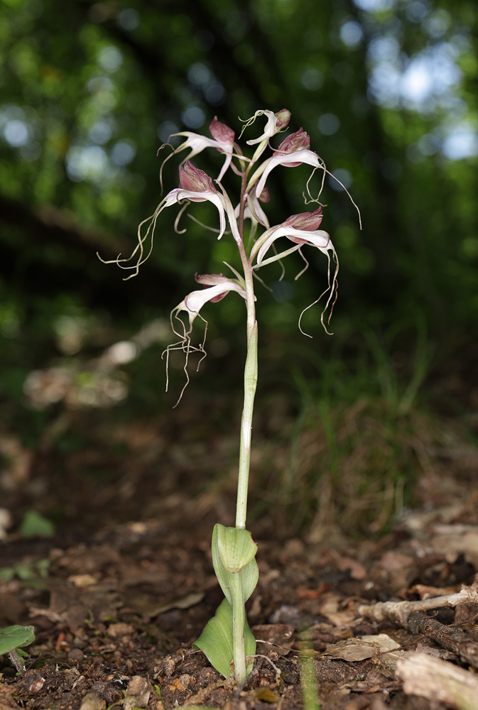 Изображение особи Himantoglossum comperianum.